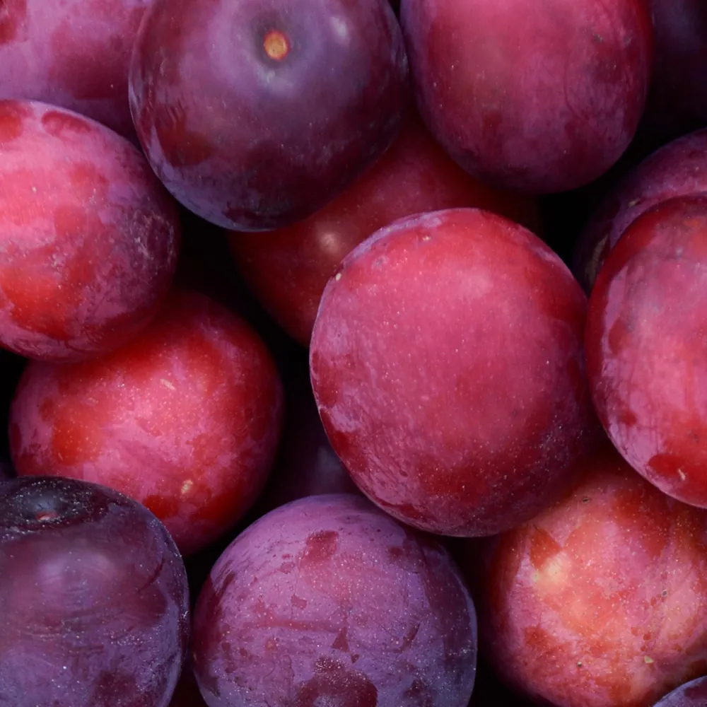 Ciruelas - GRIN Group exportación de frutas
